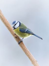 Close-up of bird perching on branch