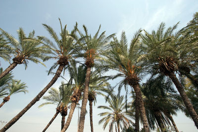 Palm trees in desert