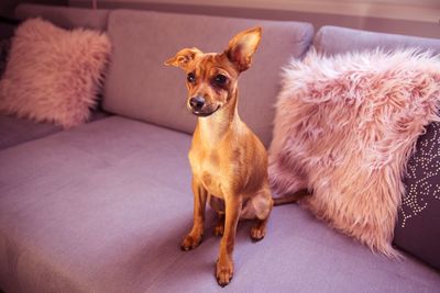 Portrait of dog on sofa at home