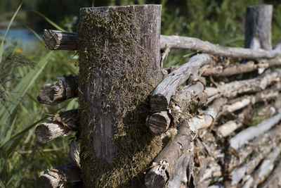 Close-up of tree trunk in forest