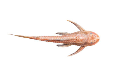 Close-up of fish against white background