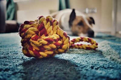 Close-up of dog at home