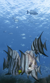 Underwater view with school fish in ocean. sea life in transparent water