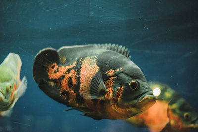 Close-up of fish swimming in sea