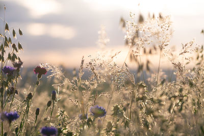 Close-up of flowering plants on field against sky