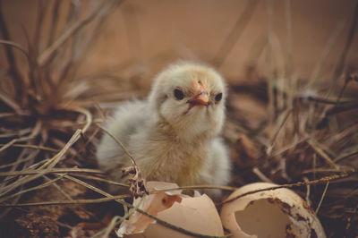 Close-up of a bird