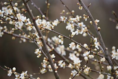 Close-up of white flowers blooming on tree