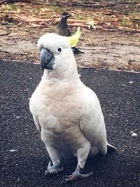 Close-up of parrot