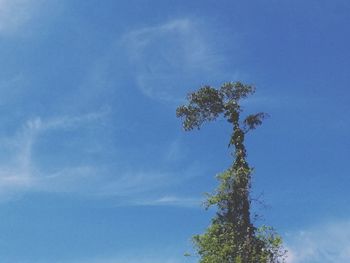 Low angle view of tree against blue sky