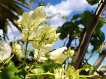 Close-up of flowering plant against sky