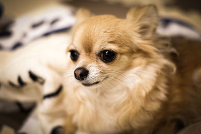 Close-up portrait of a dog