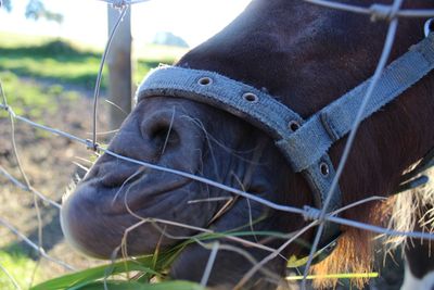 Close-up side view of an animal