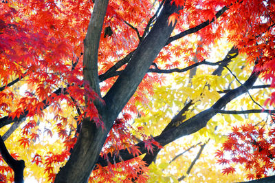 Low angle view of autumn trees