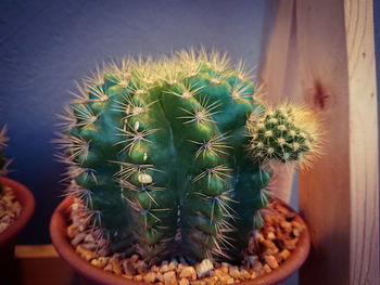 Close-up of cactus growing in potted plant