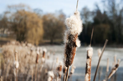 Close-up of plant against blurred background