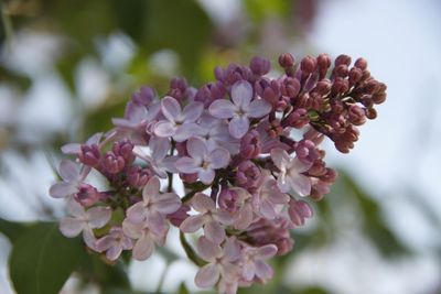 Close-up of pink flowers