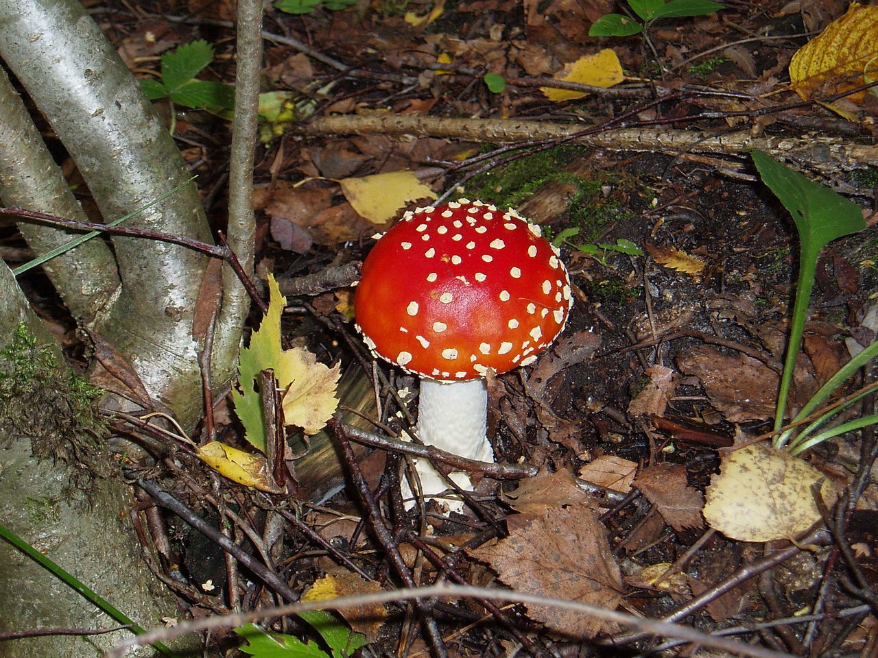 Amanita caesarea