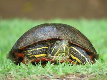 Close up of wild turtle in the grass 