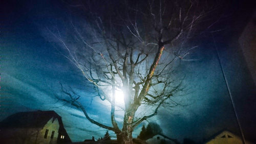 Bare trees against sky