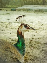 Close-up of peacock