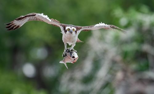 Close-up of a bird flying