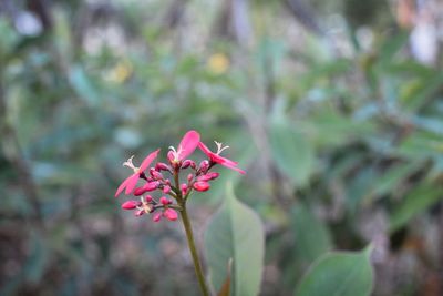 Close-up of pink flowers blooming outdoors