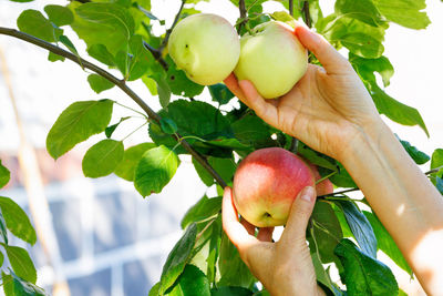 Woman's hand plucks ripe apple from tree in the garden