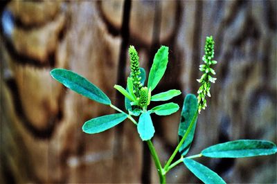 Close-up of plant