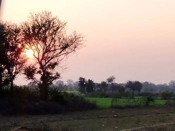 Trees on field against sky during sunset