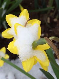 Close-up of yellow flower