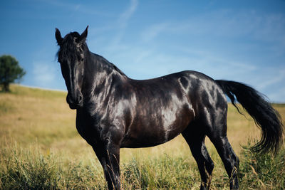 Horse standing on field against sky