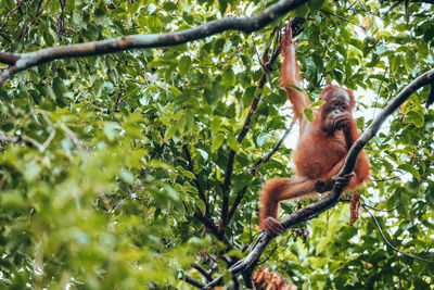 Low angle view of monkey on tree