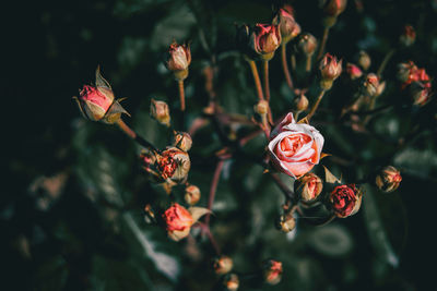 Close-up of red flowering plant