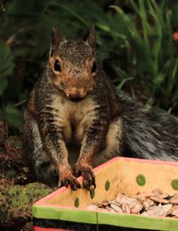 Close-up portrait of squirrel eating food