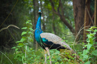 Bird in a forest