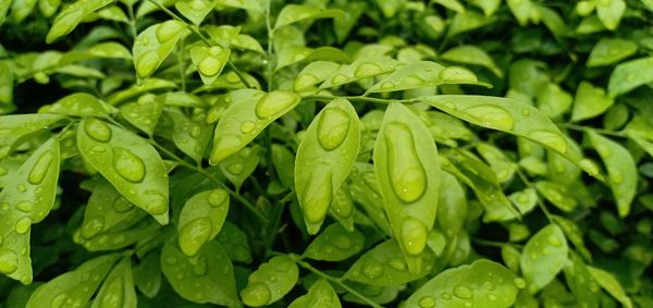 Close-up of wet leaves