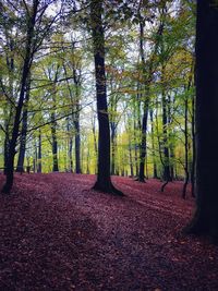 Trees in forest during autumn