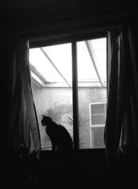 Cat looking through window