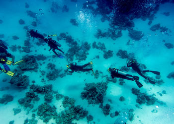 Divers swimming in sea