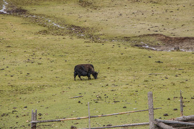 High angle view of horse grazing on field