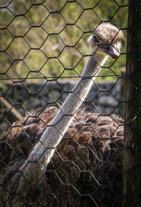 Close-up of barbed wire fence in zoo