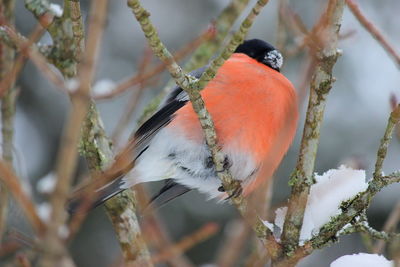 Close-up of bird perching on twig