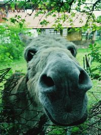 Close-up of goat