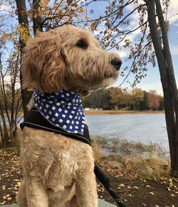 View of a dog looking away