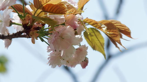 Close-up of cherry blossoms in spring