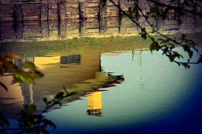 Reflection of trees in water