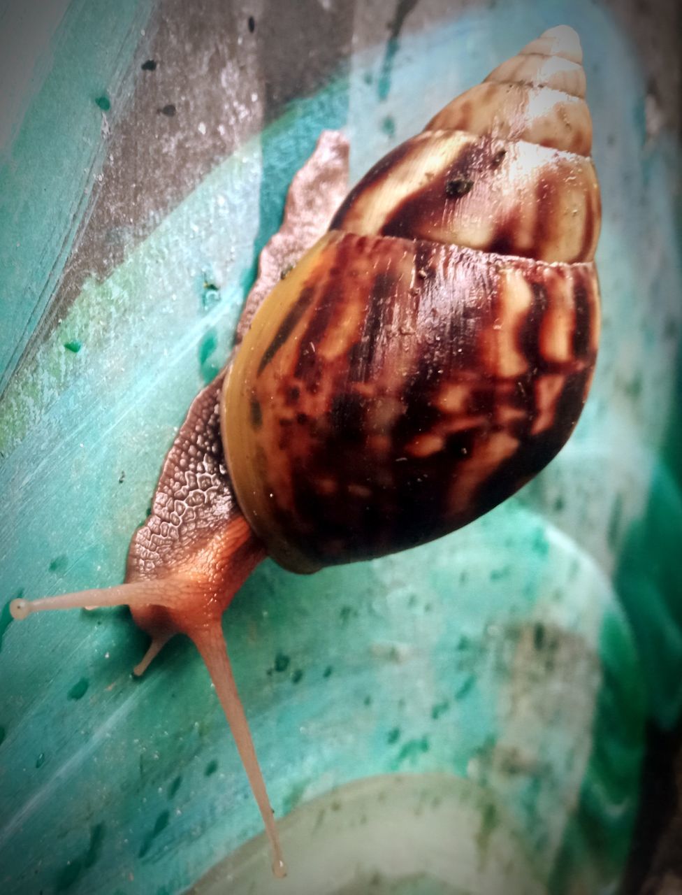 HIGH ANGLE VIEW OF SNAIL IN CONTAINER