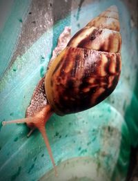 Close-up of snail