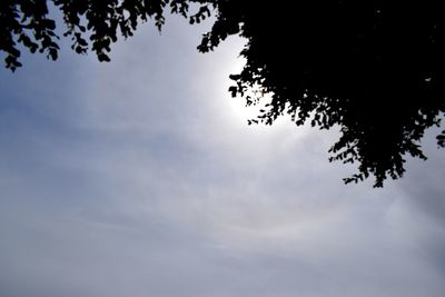 Low angle view of silhouette tree against sky