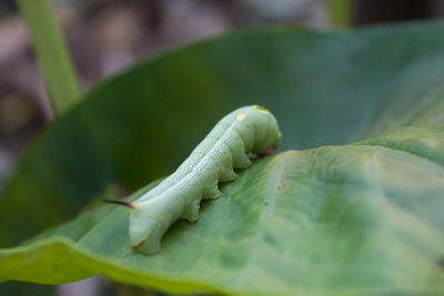 Close-up of caterpillar on leaves